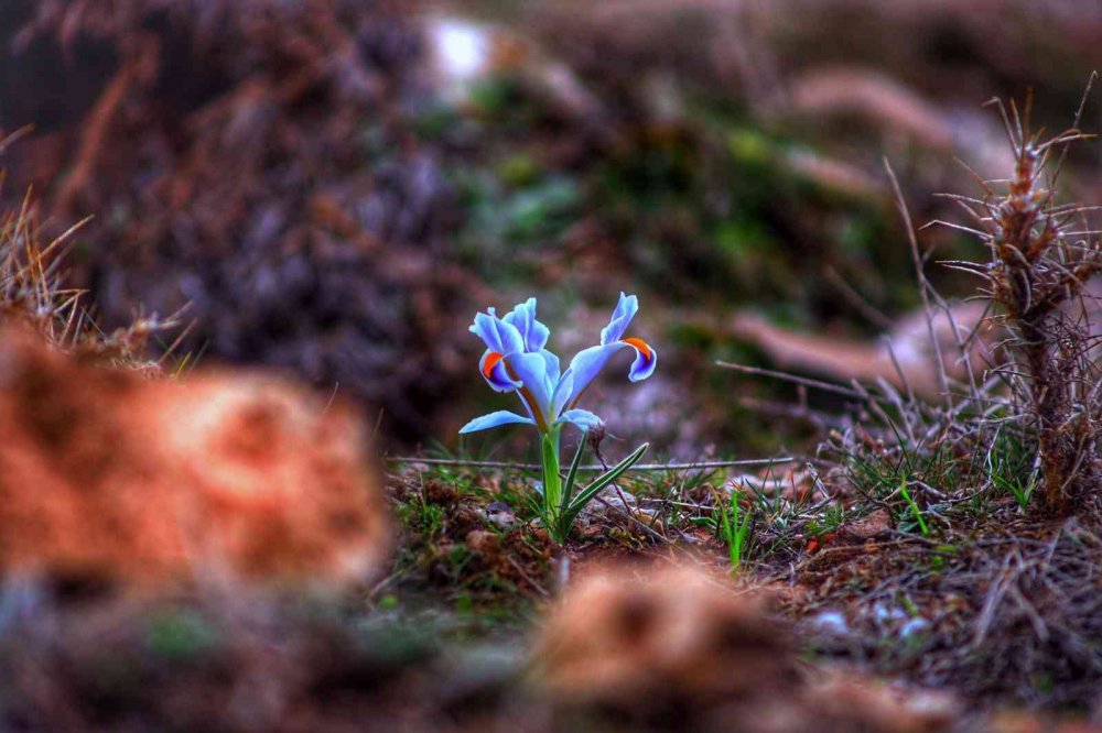 Nevruz çiçekleri açtı