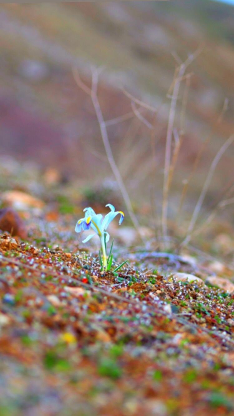 Nevruz çiçekleri açtı