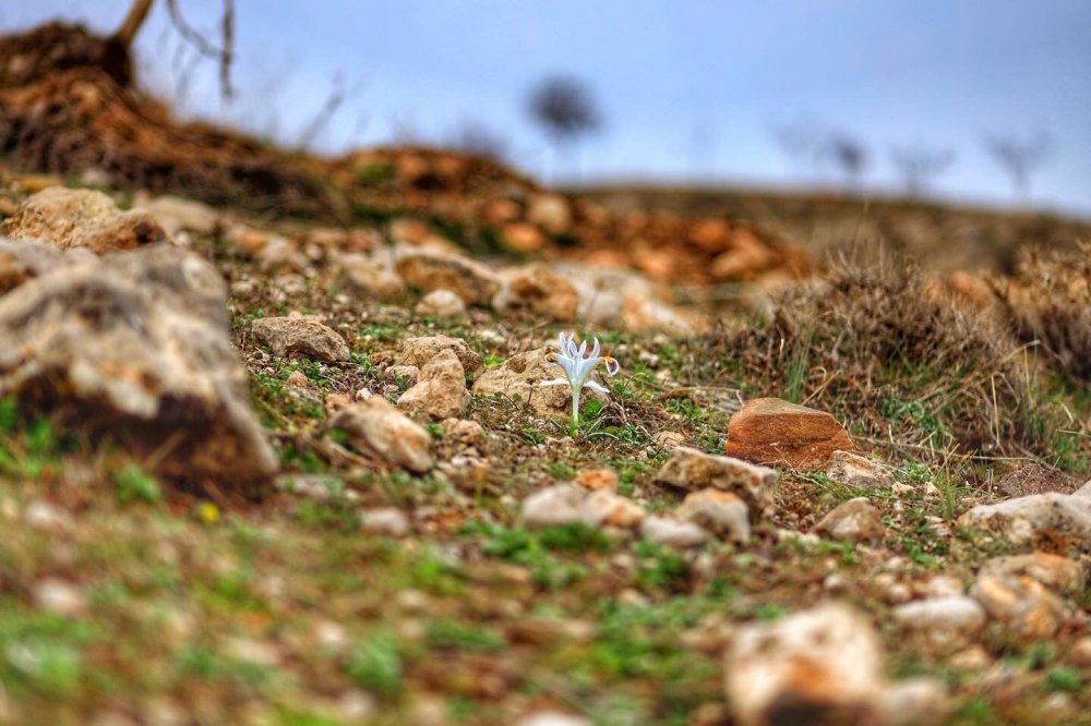 Nevruz çiçekleri açtı