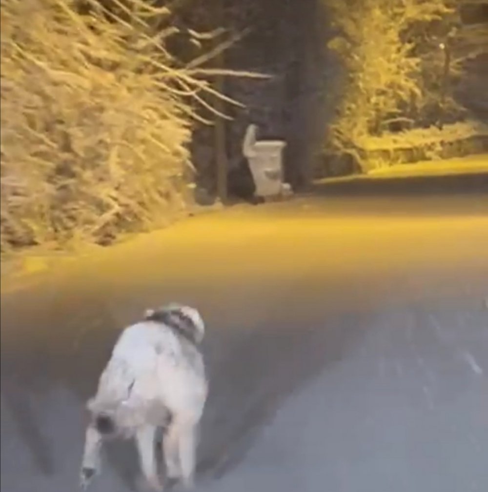 Elazığ’da aç kalan kurt ilçe merkezine indi