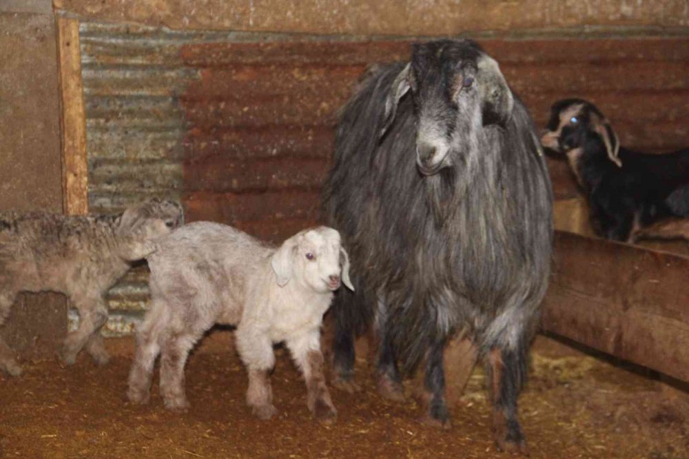 Üçüz yavrulayan keçi aileyi sevince boğdu