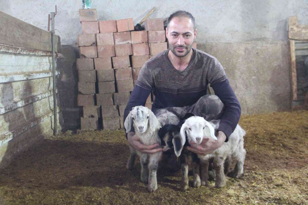 Üçüz yavrulayan keçi aileyi sevince boğdu