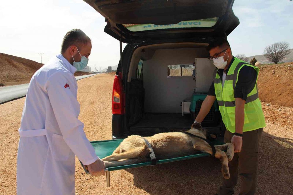 Can dostlar için ‘Tedavi ve Nakil Aracı’ hizmete girdi