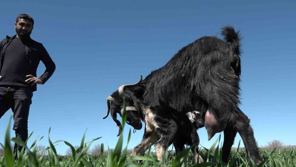 Yeni doğan keçiyi görenler gözlerine inanamadı: Hem tüysüz hem tek gözlü
