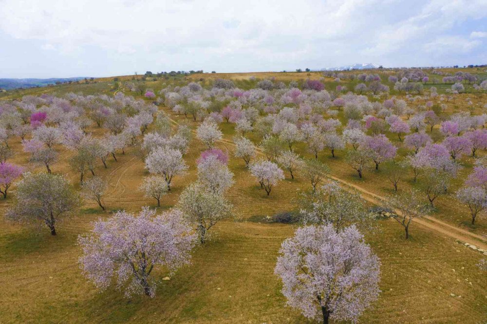 Badem ağaçları çiçek açtı, ortaya kartpostallık görüntüler çıktı