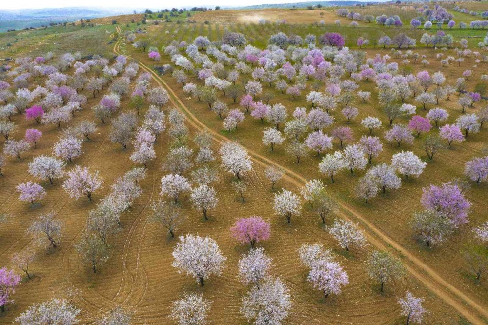 Badem ağaçları çiçek açtı, ortaya kartpostallık görüntüler çıktı