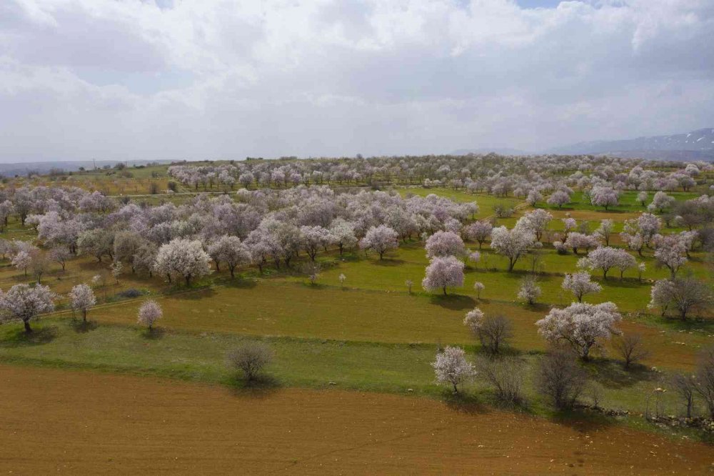 Badem ağaçları çiçek açtı, ortaya kartpostallık görüntüler çıktı