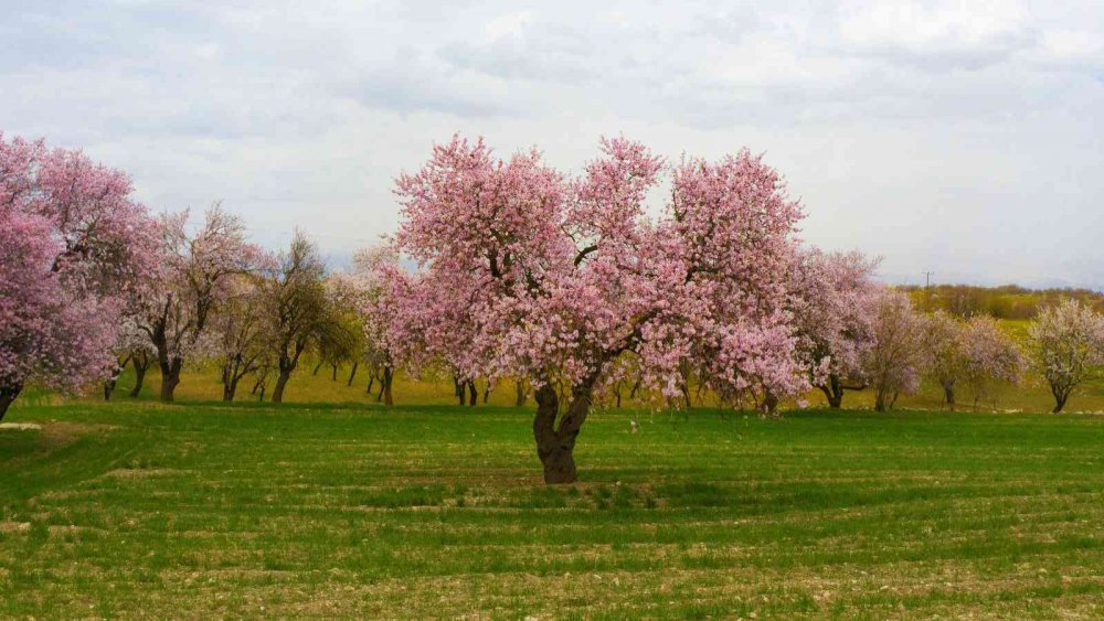 Badem ağaçları çiçek açtı, ortaya kartpostallık görüntüler çıktı