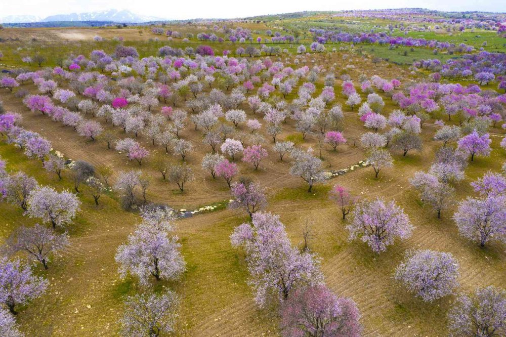 Badem ağaçları çiçek açtı, ortaya kartpostallık görüntüler çıktı