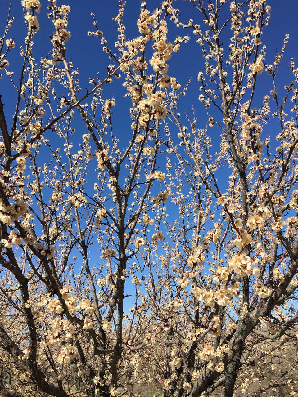 Çiçek açan kaysı ağaçlarını don vurdu