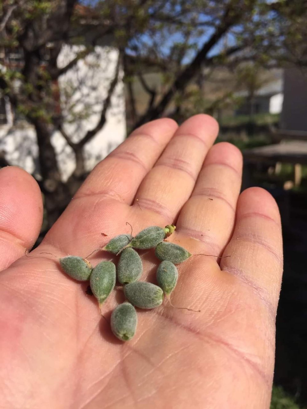 Çiçek açan kaysı ağaçlarını don vurdu