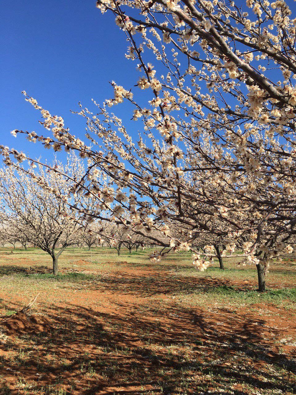 Çiçek açan kaysı ağaçlarını don vurdu