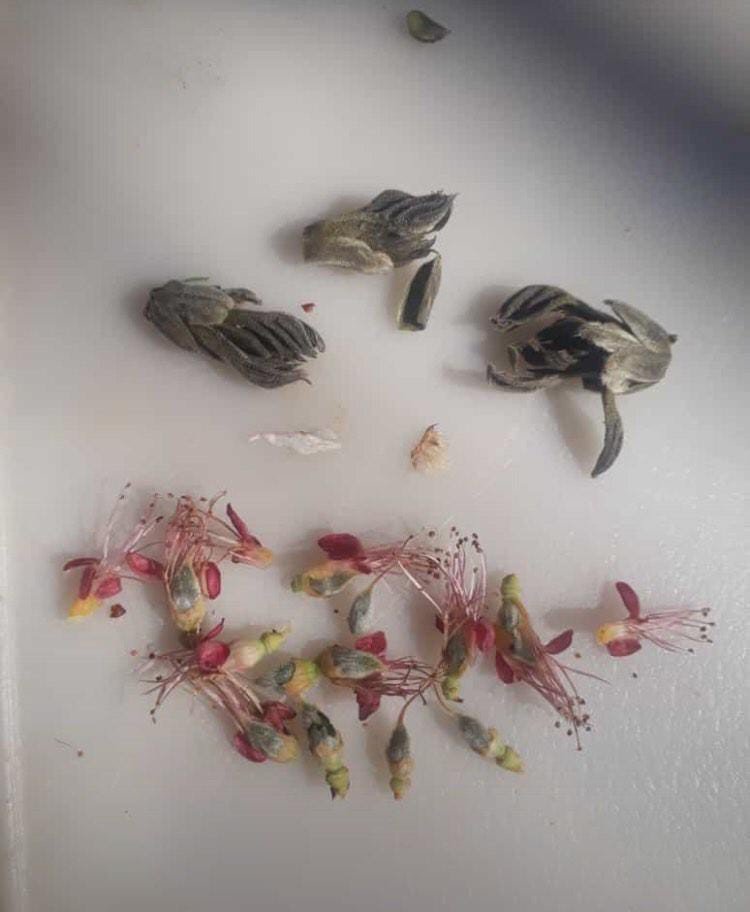 Çiçek açan kaysı ağaçlarını don vurdu