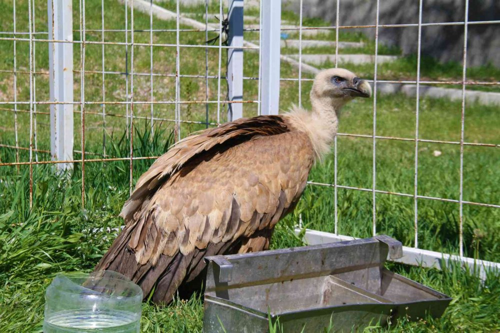 Açlıktan uçamaz hale gelmişti: Nesli tükenme tehlikesi altında olan Mısır akbabası tedavi altına alındı