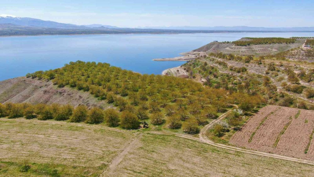 Kayısıyı don vurdu