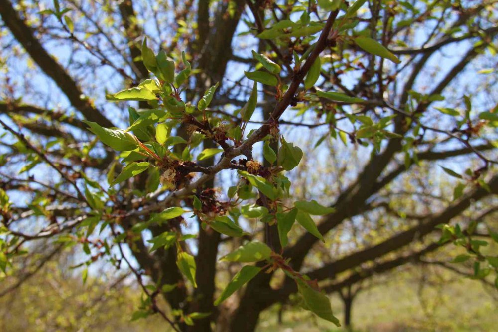 Kayısıyı don vurdu