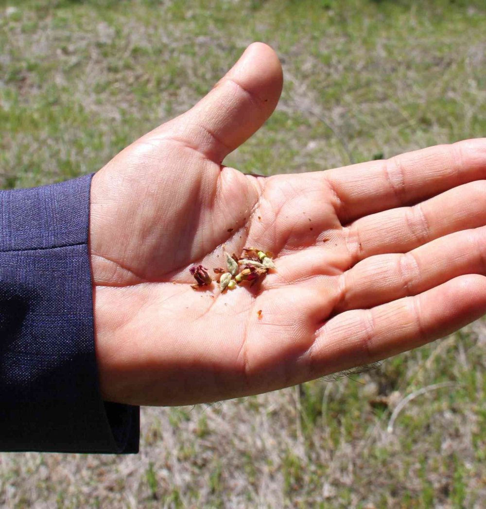 Kayısıyı don vurdu