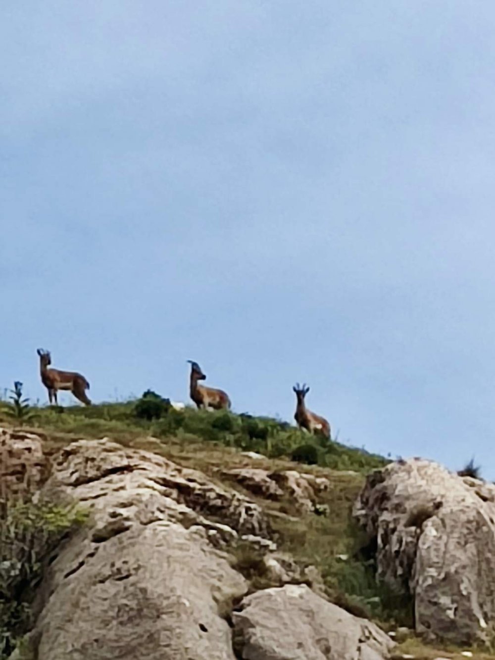 Dağ keçileri Harput’ta görüntülendi